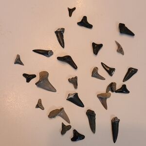 Fossilized Sharks Teeth 25